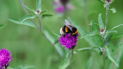 bumble bee pollinating a knapweed flower in slow motion before taking flight