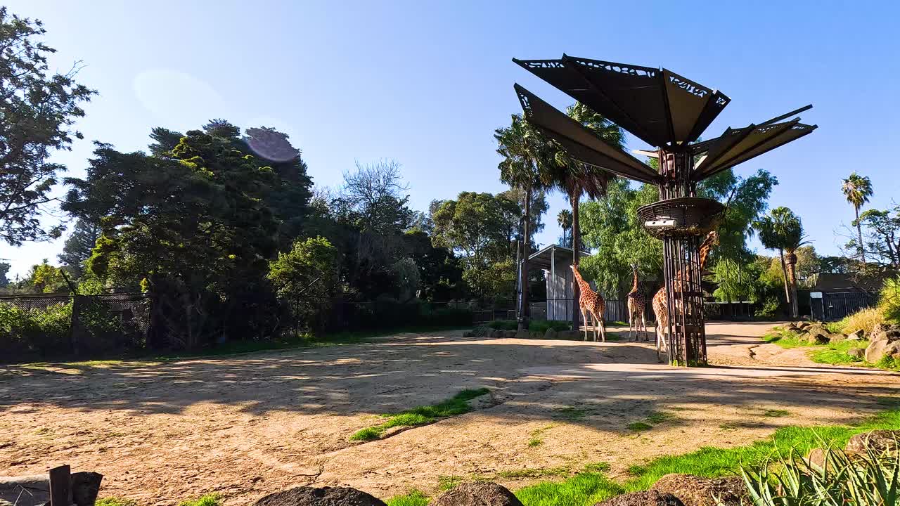 jirafas moviéndose alrededor de su hábitat del zoológico