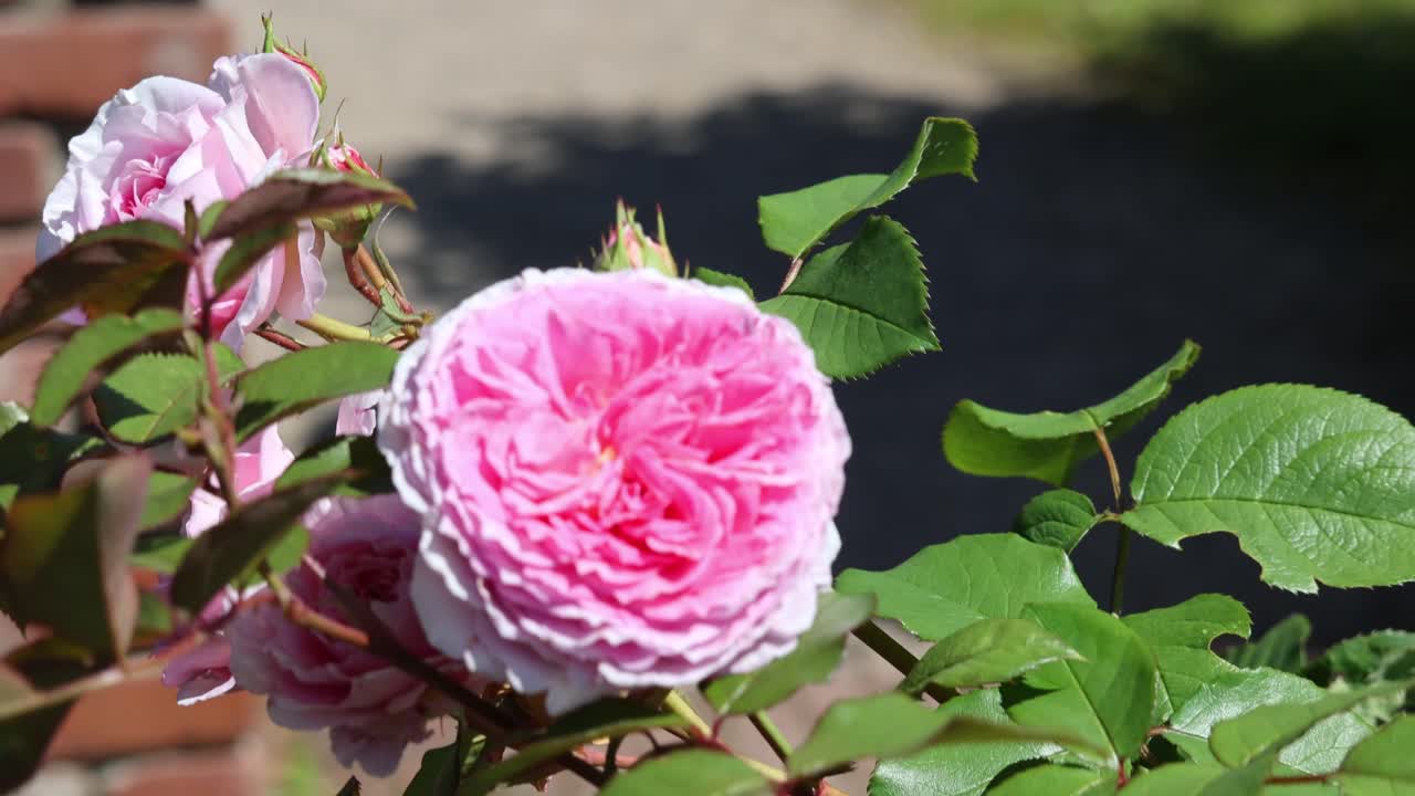 Levende rosa Floribunda-rose som blomstrer i en frodig busk med levende grønne blader