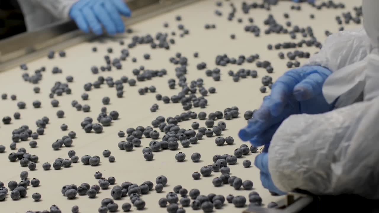 una planta de procesamiento y envasado de arándanos