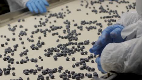 a blueberry processing and packaging plant