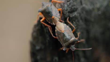 Die-Waldwanze-Oder-Rotbeinige-Schildwanze-(Pentatoma-Rufipes)-Ist-Eine-Art-Der-Schildwanze-Aus-Der-Familie-Der-Pentatomidae,-Die-In-Den-Meisten-Teilen-Europas-Häufig-Vorkommt.-Es-Bewohnt-Wälder,-Wälder,-Obstgärten-Und-Gärten