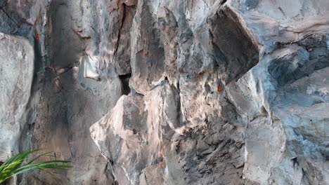 rocky surface with natural textures and plants