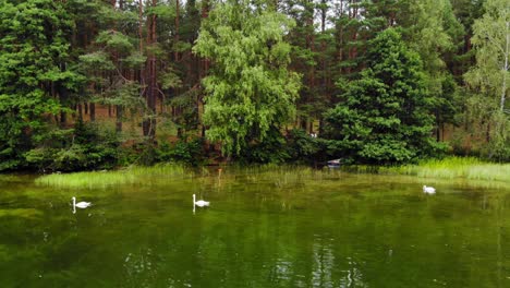 white swans swimming on the calm lake near the lush forest in pradzonka, poland