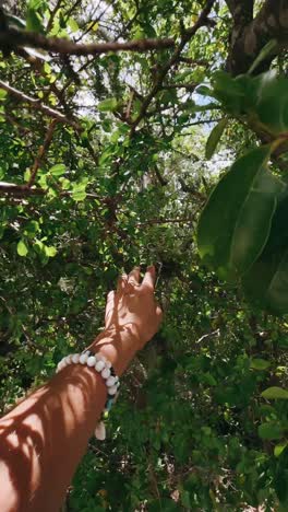 reaching for the trees