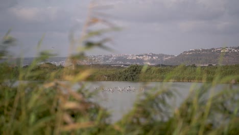 Birds-in-artificial-Lake-of-Maagan-Michael-and-the-Arab-village-of-Fureidis-in-the-background,-Israel