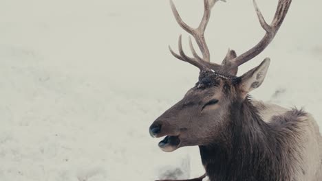 Red-Deer-Stag-Resting-In-Snow-Covered-Forest