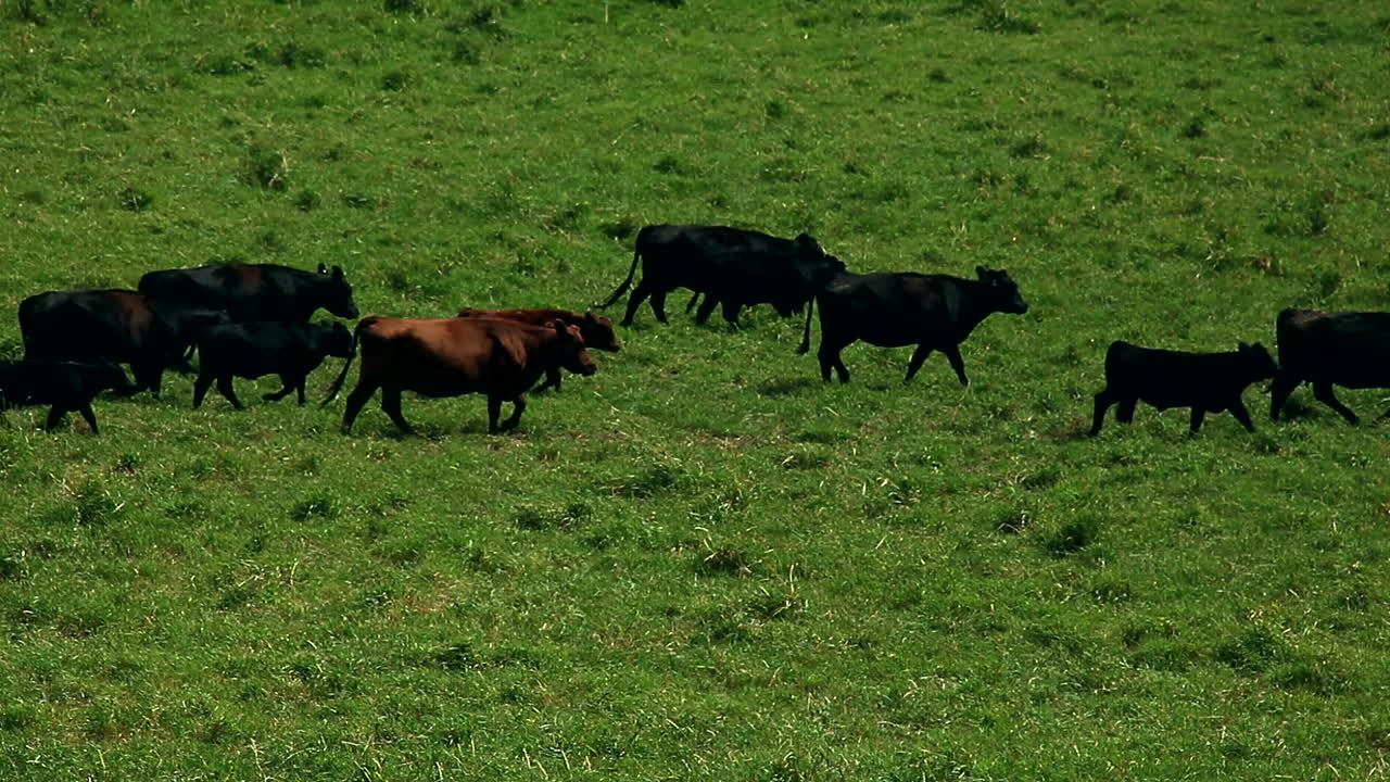 Cattle passing by in the meadow.