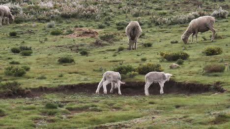 Baby-lamb-paws-at,-and-head-butts,-the-ground-in-green-grazing-pasture