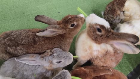 group of rabbits eating