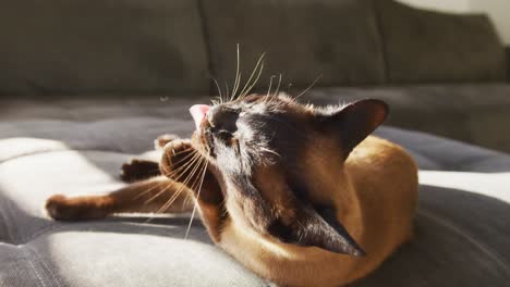 Close-up-view-of-cat-relaxing-on-the-couch-at-home