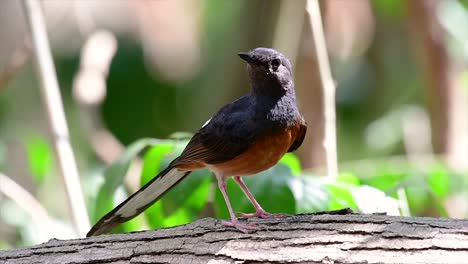 Die-Weißbürtige-Shama-Ist-Einer-Der-Häufigsten-Vögel-In-Thailand-Und-Kann-Leicht-In-Stadtparks,-Landwirtschaftsflächen,-Bewaldeten-Gebieten-Und-Den-Nationalparks-Beobachtet-Werden