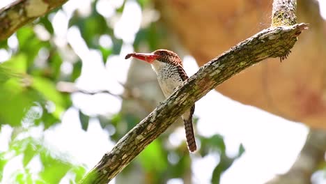 un martín pescador de árboles y una de las aves más hermosas que se encuentran en tailandia dentro de las selvas tropicales