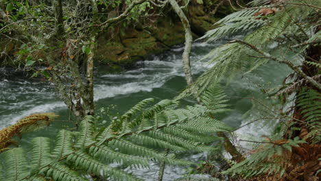 slow panning shot of fern leaves and flowing river at tutea waterfall in new zealand