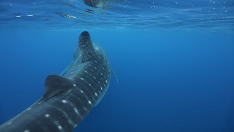 close underwater shot over back of whale shark in blue open ocean