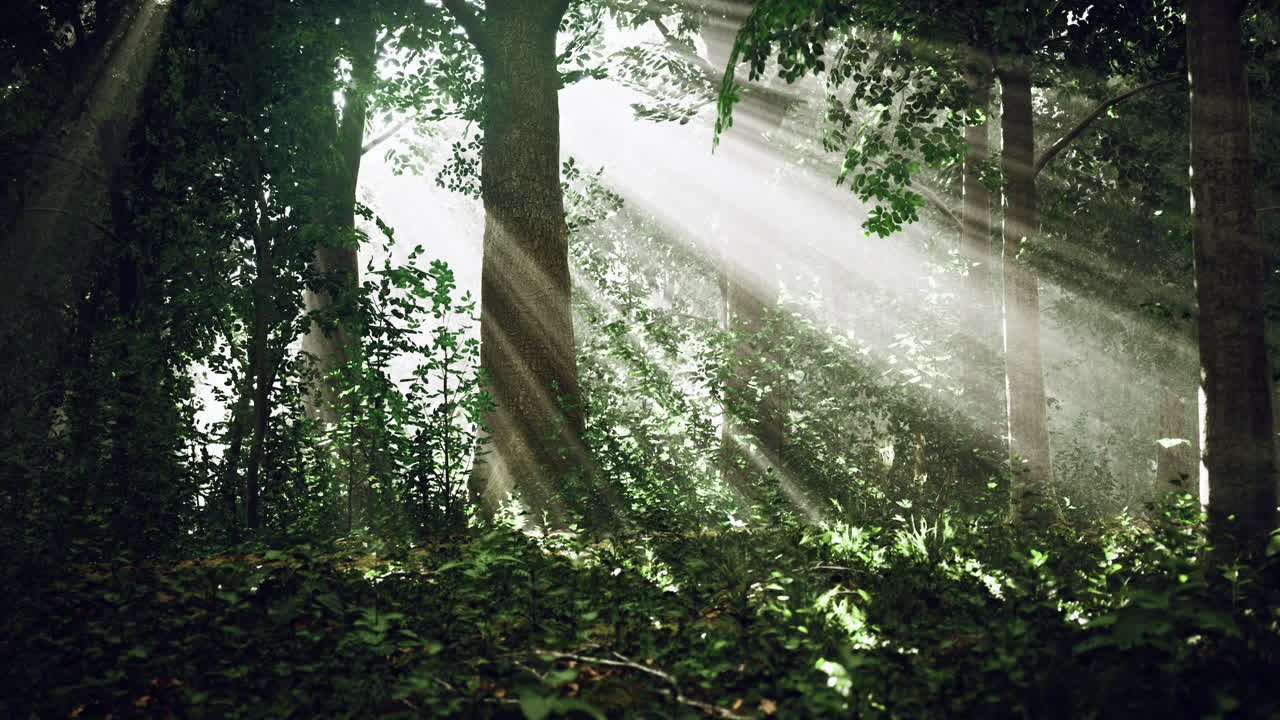 Sunlight streams through trees illuminating a tranquil forest in morning light