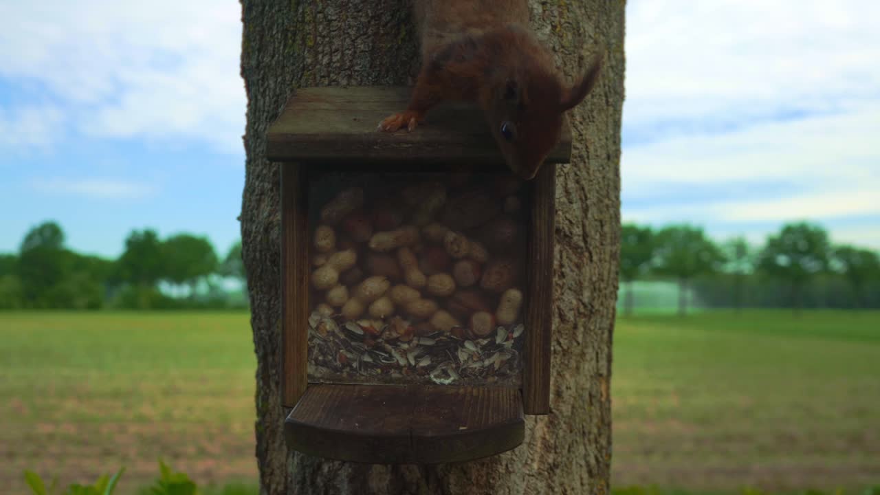 땅콩과 견과류는 주린 다람를 기다리고 있으며, 그 다람는 견과류를 먹고 빨리 도망친다.