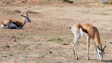 Wild-deer-grazing-on-a-barren-land-4k