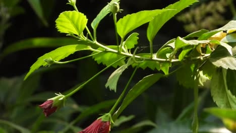 Beautiful-flowers---green-leaf-