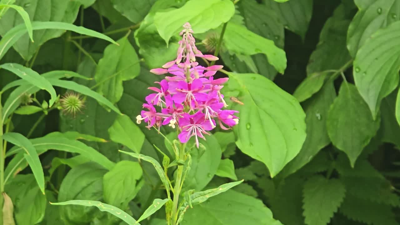 Primer plano de epilobio de hojas estrechas: Flores de un rosa brillante en la naturaleza.