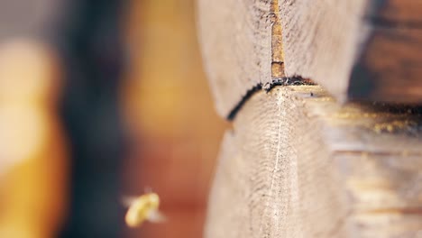 Macro-Slow-motion-Bees-arrive-take-turns-bring-building-material-build-a-nest-between-logs-in-a-summer-house