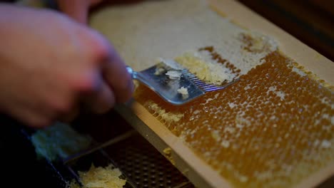 Person-is-farming-honey,-harvesting-it-from-bee-hive-with-metal-tool