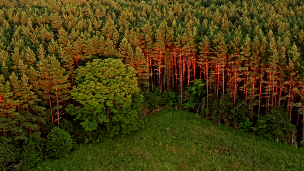 Flying above a thick sunlit pine forest