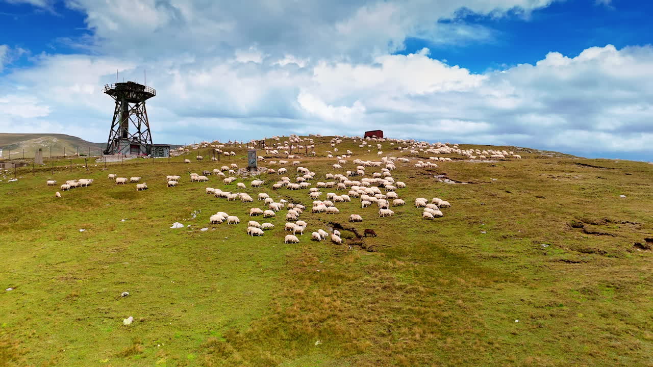 Flock of white sheep on the green hill near the observation tower. Huge white cloudscape in the blue sky at backdrop