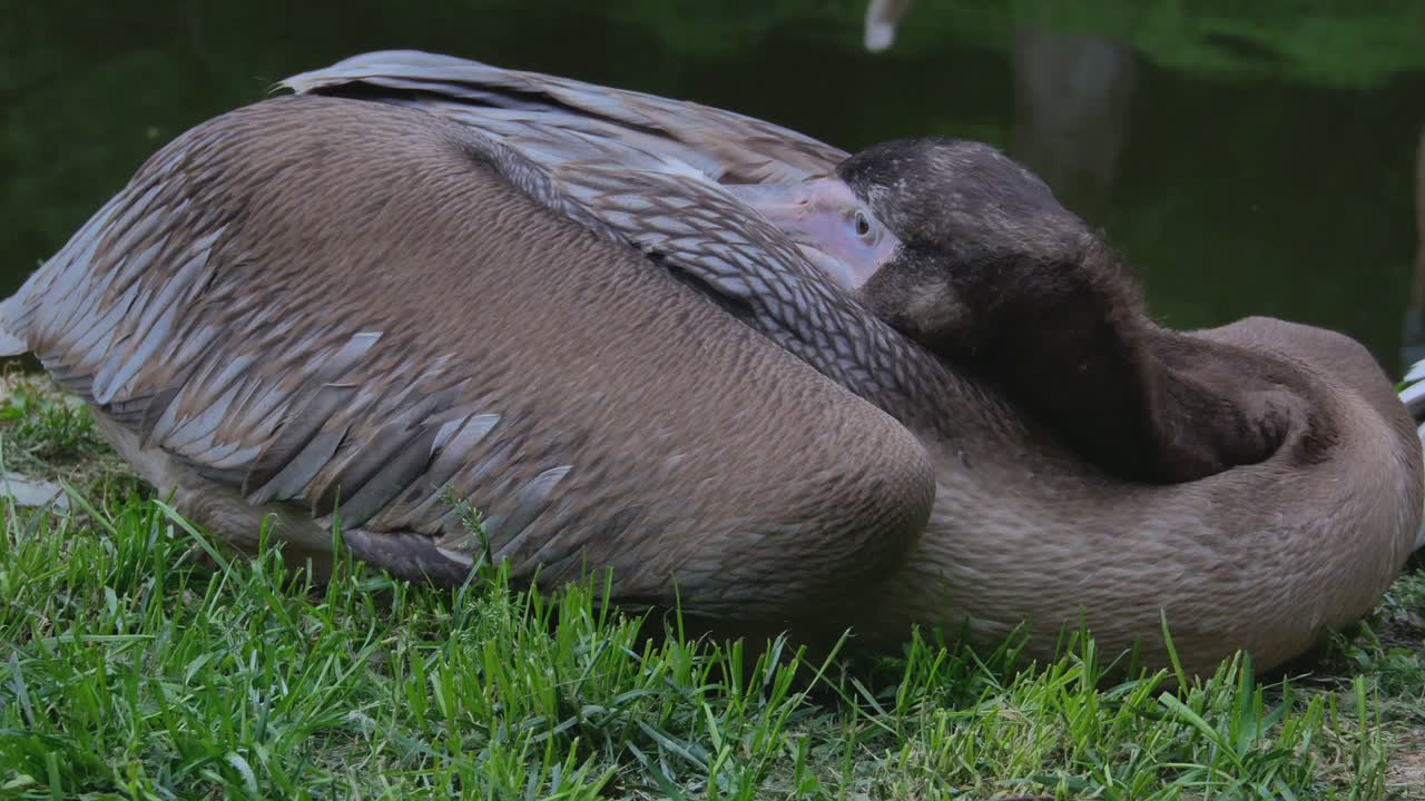 Gray Pelican Hiding Beak Under Feathers And Resting