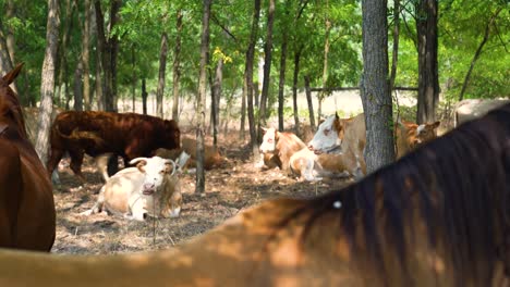 el ganado variegado húngaro comparte la sombra parcial en un bosque de árboles con caballos
