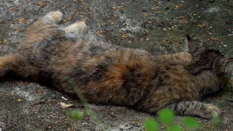 domestic cat lay on cement floor, macro shooting