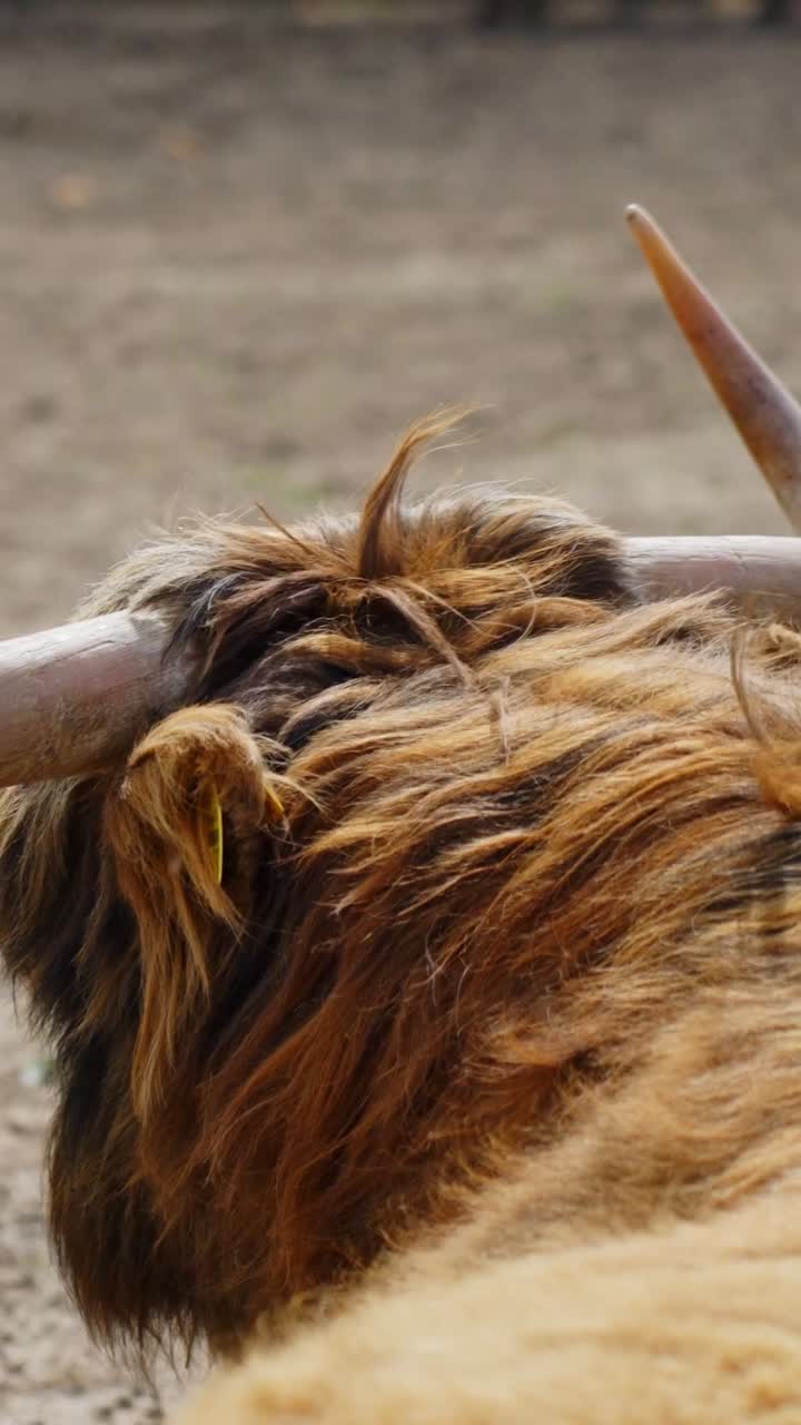 Vertical close-up of a Highland cow's horn and long shaggy hair blowing in the wind, taken in a dry outdoor paddock, only part of the animal visible, rustic and natural setting, windy, camera pan