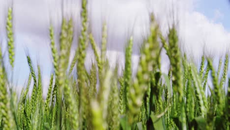 View-of-beautiful-wheat-field