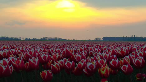 Sand-from-the-Sahara-colors-the-sky-orange-above-a-Dutch-tulip-field