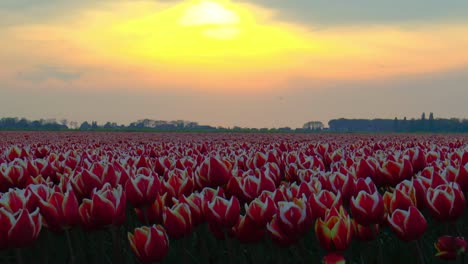 Sand-Aus-Der-Sahara-Färbt-Den-Himmel-Orange-über-Einem-Holländischen-Tulpenfeld