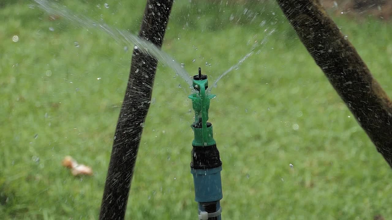 Slow motion of springer in garden.