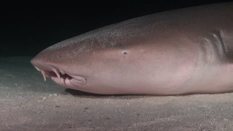medium shot of a nurse shark showing mouth, eyes and gills at night in t he maldives