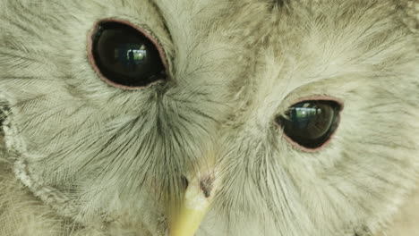 Stunning-reveal-EXTREME-CLOSE-UP,-a-Ural-owl-turning-to-camera