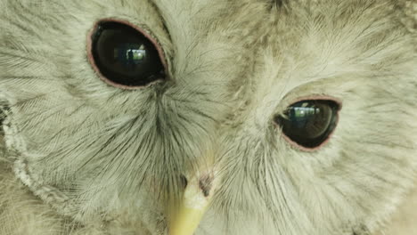 stunning reveal extreme close up, a ural owl turning to camera