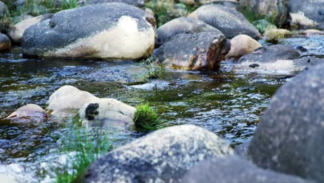 River-water-flowing-through-rocks-and-grass