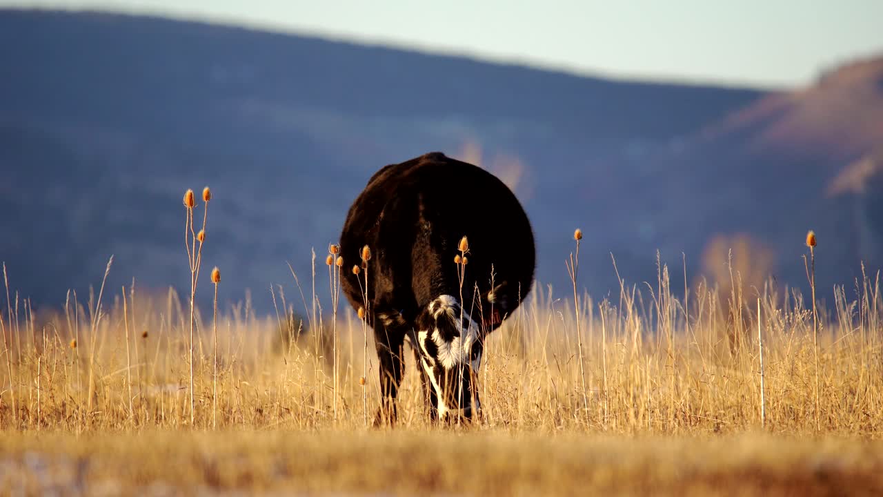 볼더 콜로라도의 열린 공간에서 방목하는 앵거스