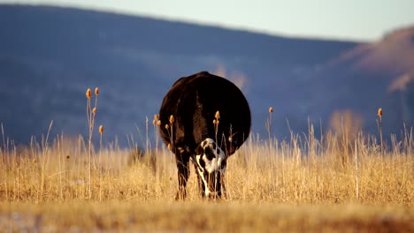 angus grazing in the open space of boulder colorado