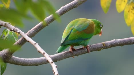 vibrant green parrot perched on a branch in a lush environment