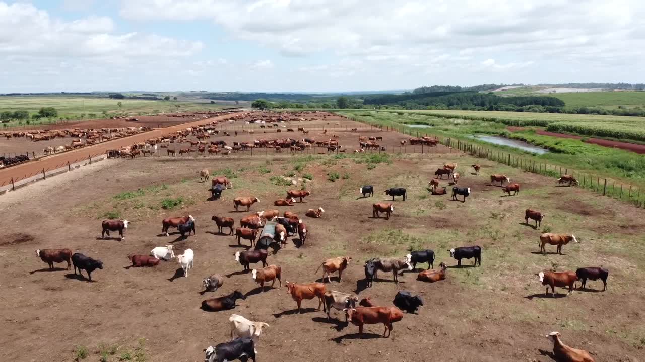 Splendido ranch di bestiame in Argentina che presenta carne di alta qualità