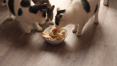 a group of five hungry black and white cats enter room in house to feed on cooked fish fillet pieces in white bowl on parquet look vinyl floor upon door open