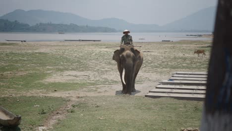 man riding an elephant near a river