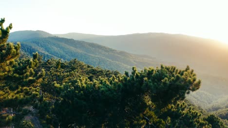 aerial view of the red pine forest at sunset