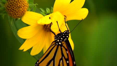 monarch butterfly on flower 02