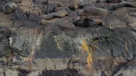 tiro medio una isla rocosa llena de lobos marinos sudamericanos y heces de cormoranes de magallanes