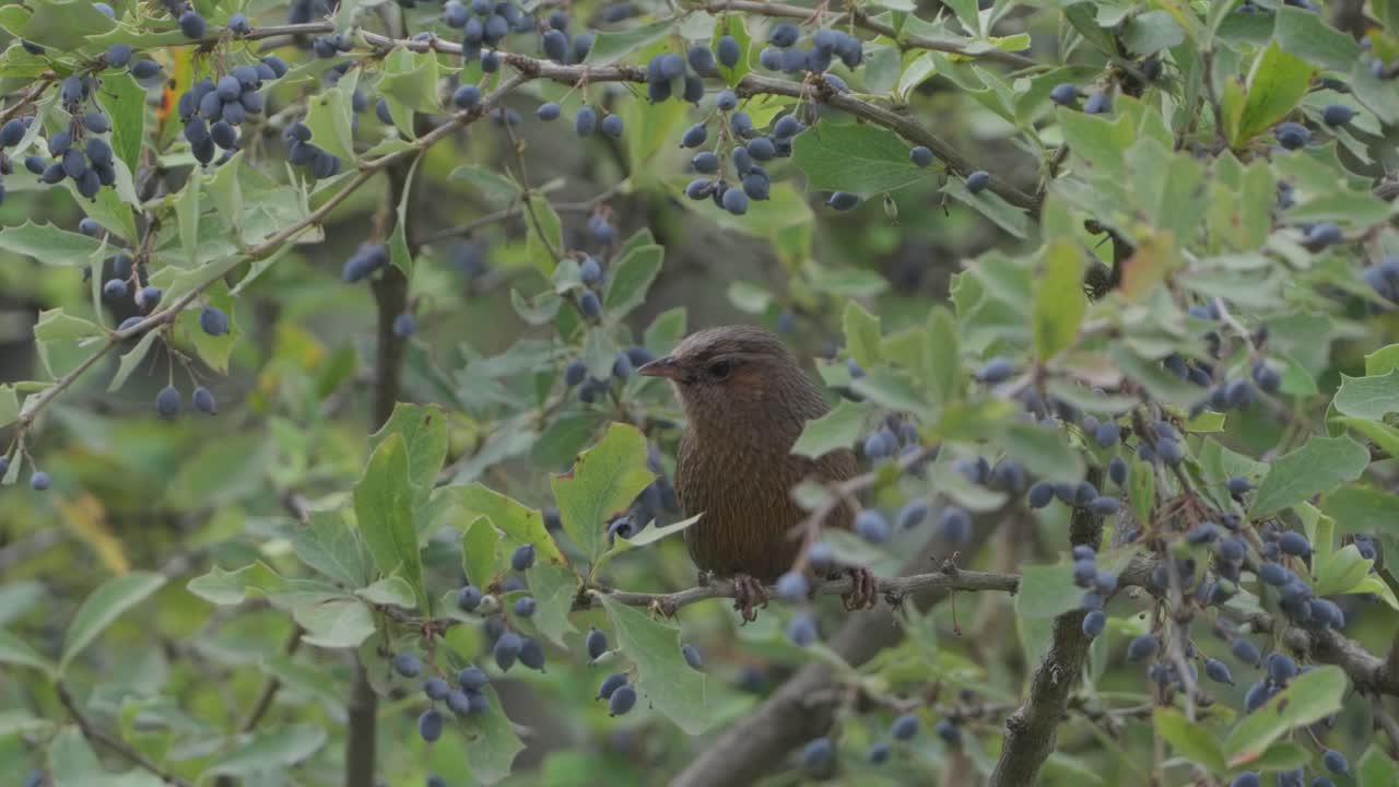 el laughingthrush rayado es una especie de pájaro de la familia leiothrichidae